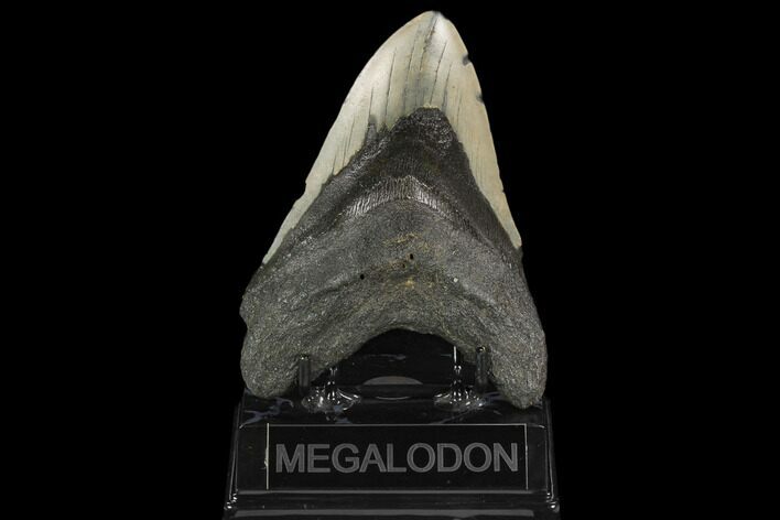 Fossil Megalodon Tooth - North Carolina #124954
